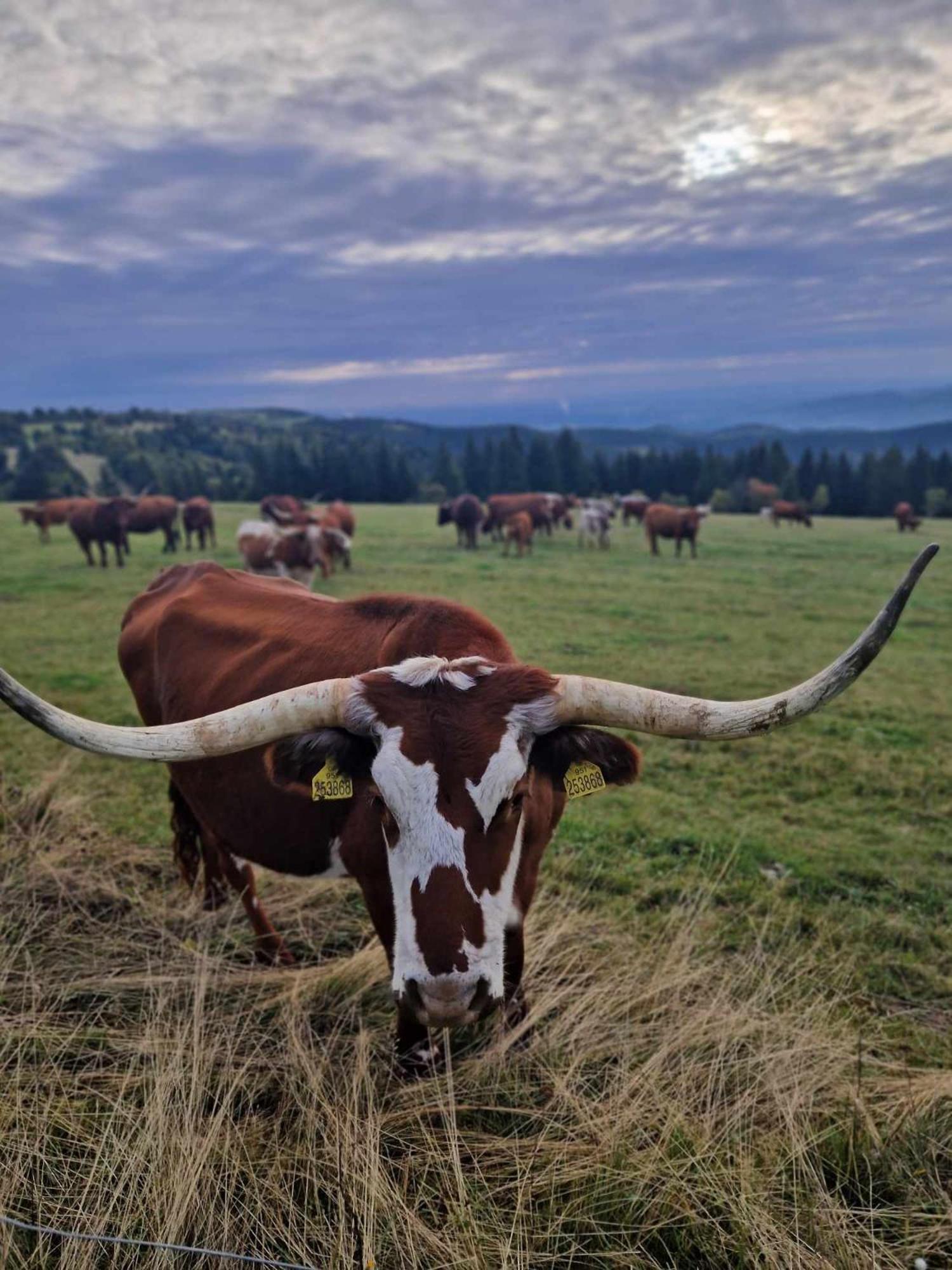 Chata Jeleni Drevenice S Vlastni Virivkou Horni Halze Exterior photo